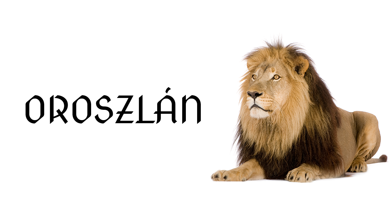 oroszlán